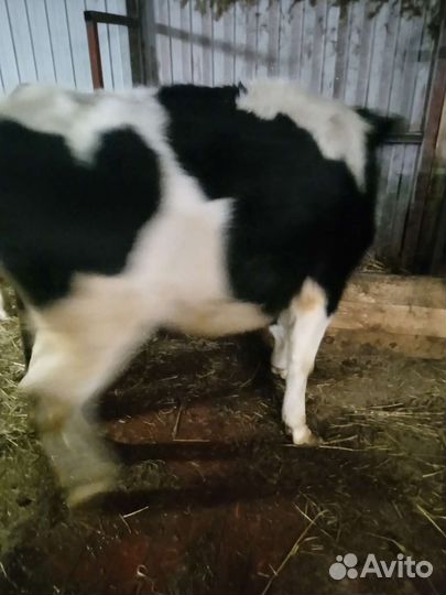 Телка 1 год 5 месяца