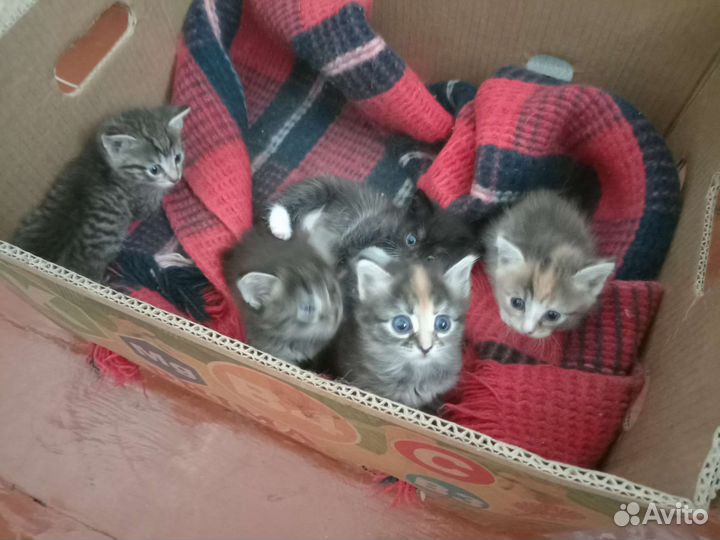 Отдам в добрые руки котят. Возраст 1 месяц