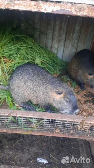 Нутрия