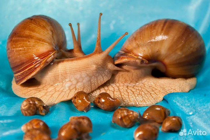 Улитки ахатины бесплатно