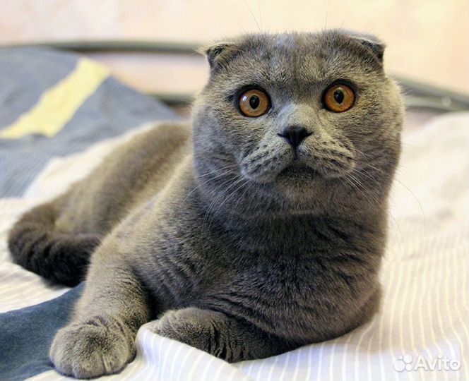 Продам котенка