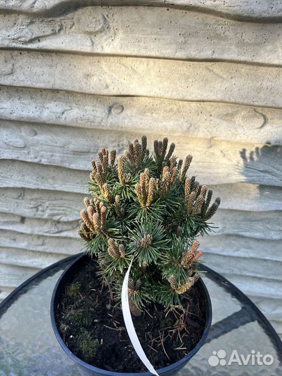 Сосна mini mops