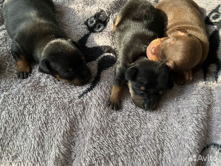 Той-терьер щенки