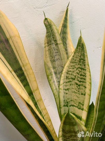 Сансевиерия