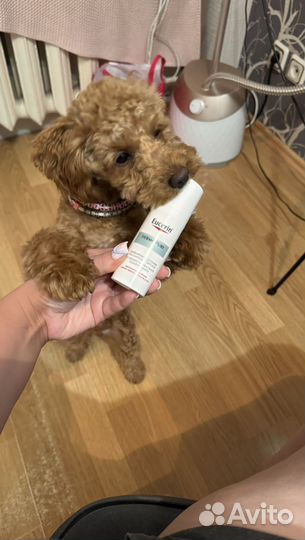 Erborian/ Eucerin