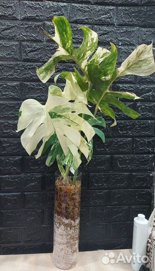 Монстера Тайская