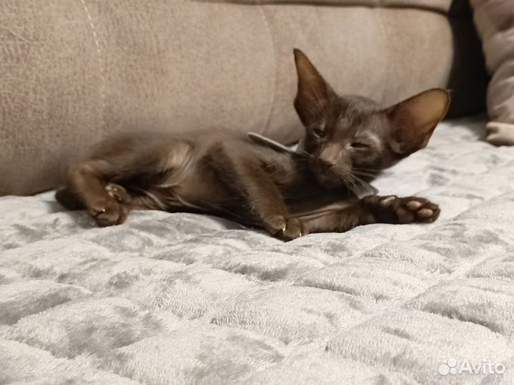 Ориентальные котята