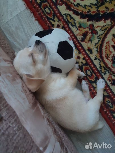 Мини той-терьер щенок