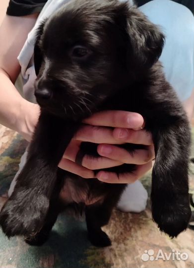 Отдаем щенков в добрые руки