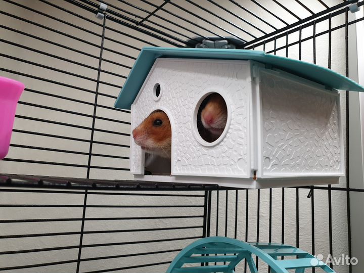 Продам сирийских хомяков