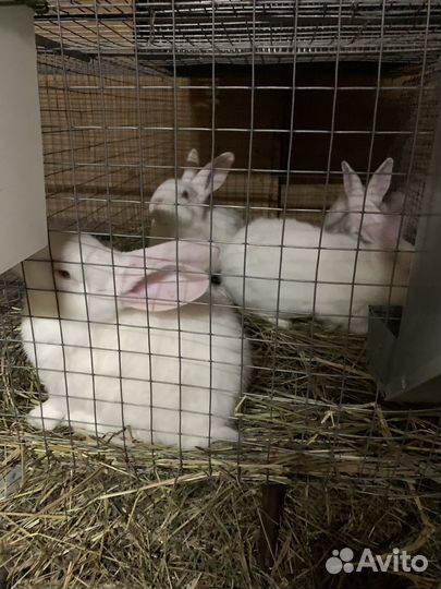 Крольчата порода Паннон