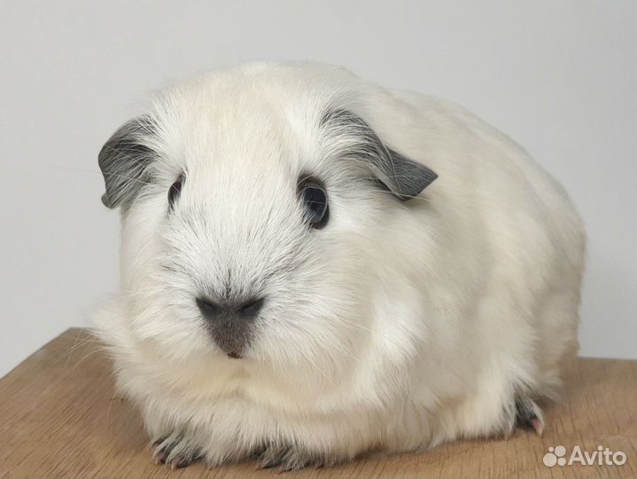 Морская свинка california