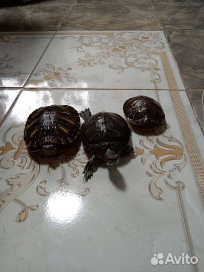 Красноухая черепаха маленькая