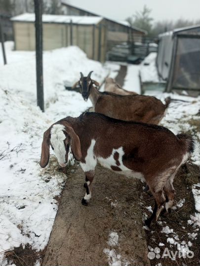 Дойные козы