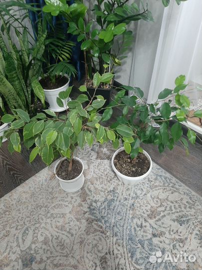 Фикусы и пеперомия