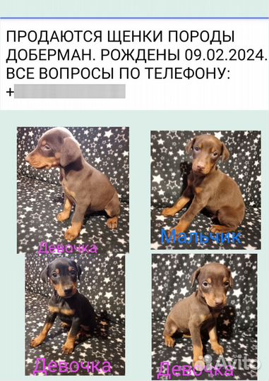 Щенки добермана