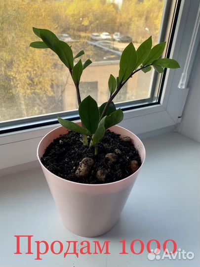 Замиокулькас