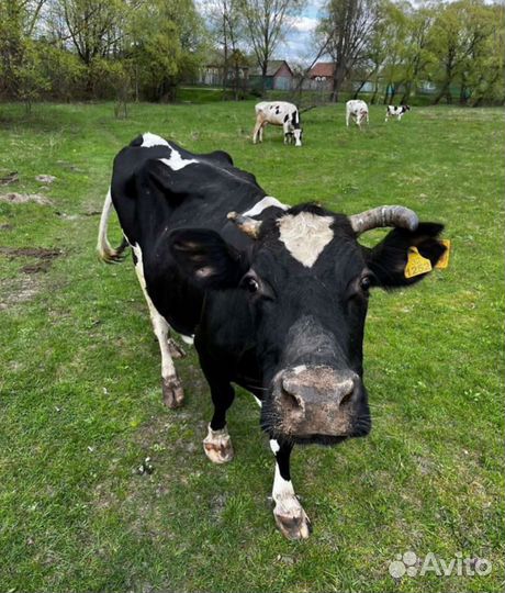 Коровы дойные, стельные, бычки, телки, нетели