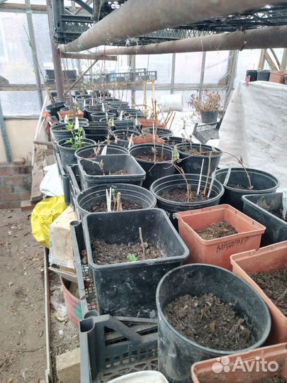 Комнатные растения цветы большие