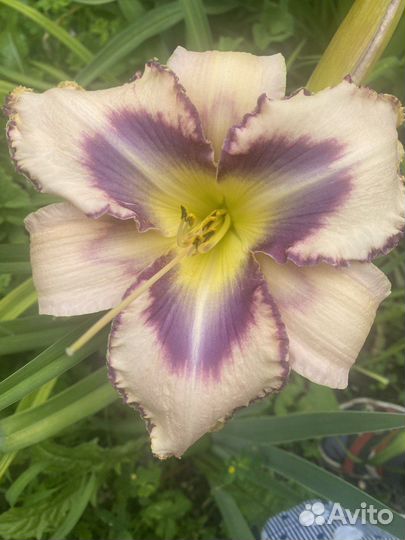 Лилейники сортовые