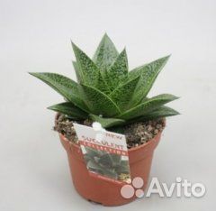 Гастерия Тига