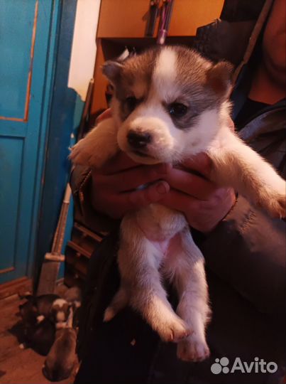 Щенки в добрые руки и ответственные руки