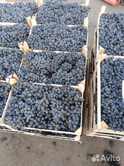 Виноград молдова