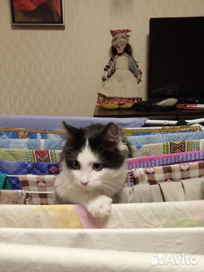 Котенок в добрые руки