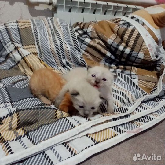 Котята в добрые руки