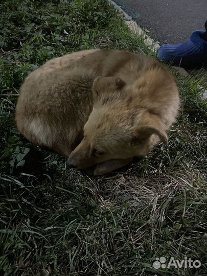 Щенок в добрые руки отдам бесплатно