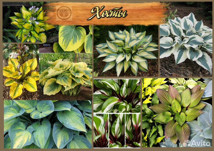 Хоста в ассортименте