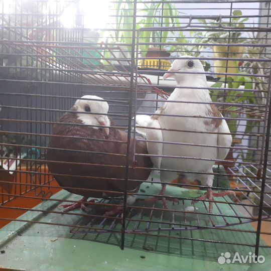 Голуби: чехи, гривуны, бакинцы, бойные