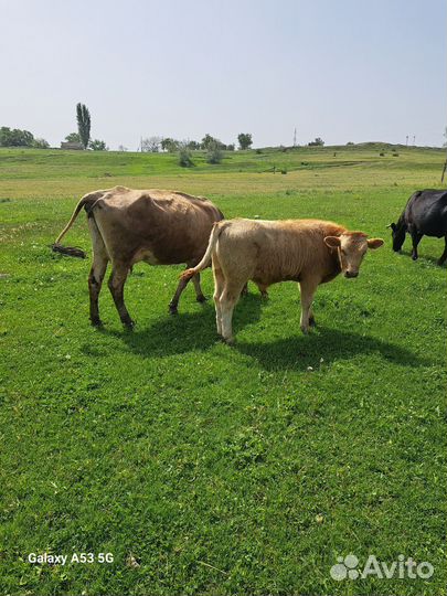 Корова и бычки
