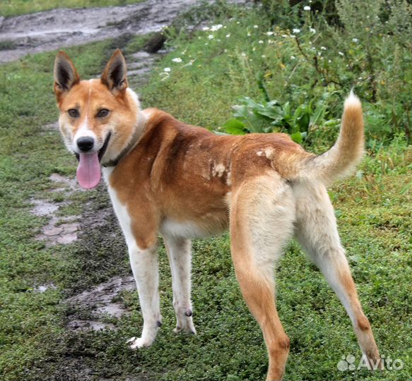 Ярик