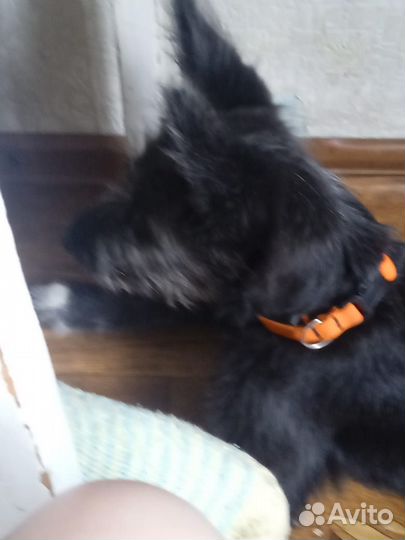 Собаку отдам а добрые руки