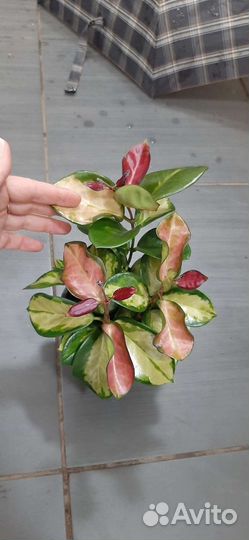 Хойя Лиза триколор