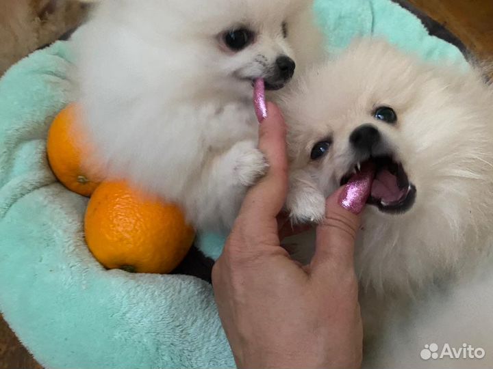 Собака шпиц померанский