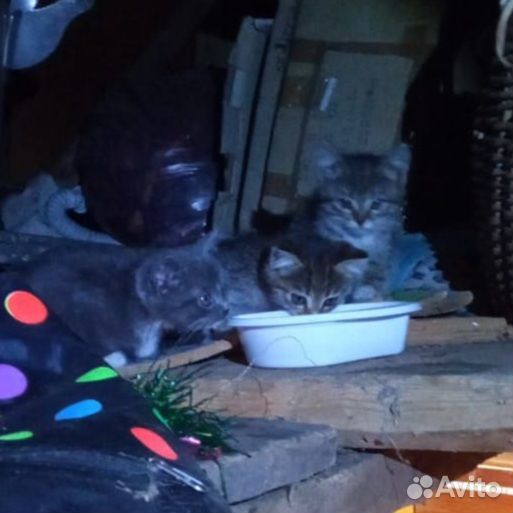 Котята в добрые руки