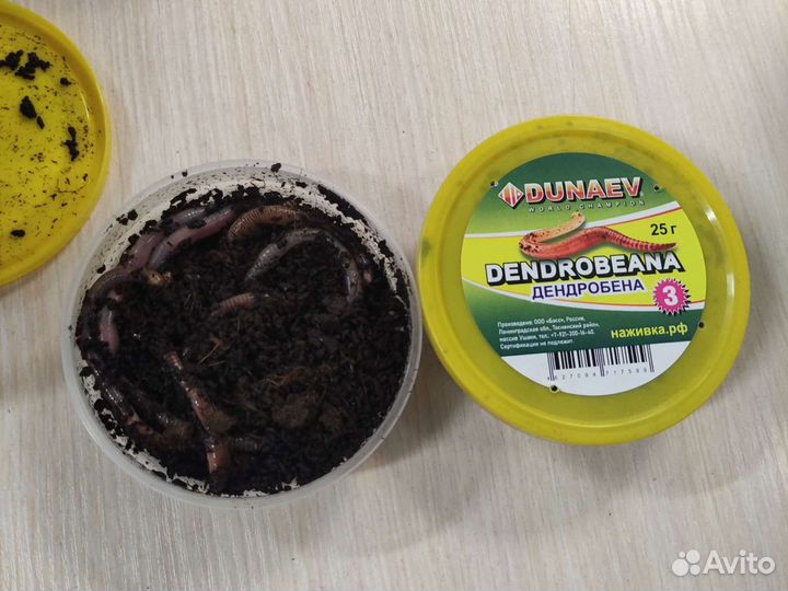 Червь дендробена