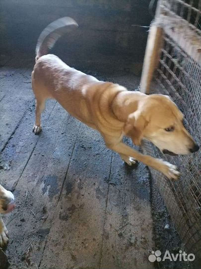 Русская гончие,пегие гончие.щенки.Ягтерер