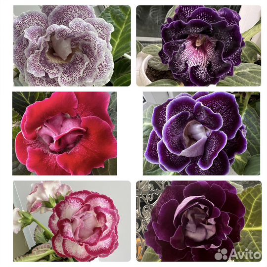 Укорененные листы махровой глоксинии