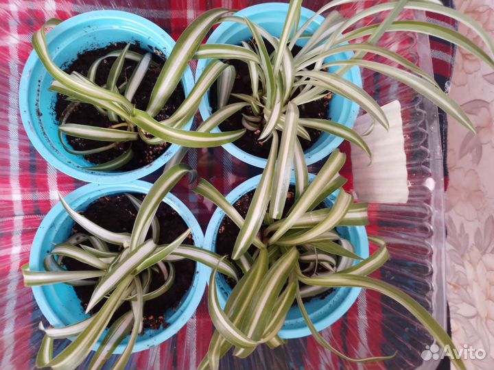 Хлорофитум