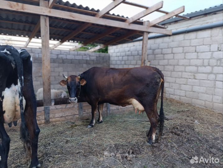 Коровы дойные