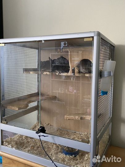 Шиншиллы с клеткой