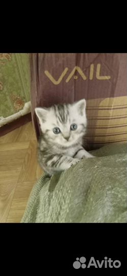 Шотландская