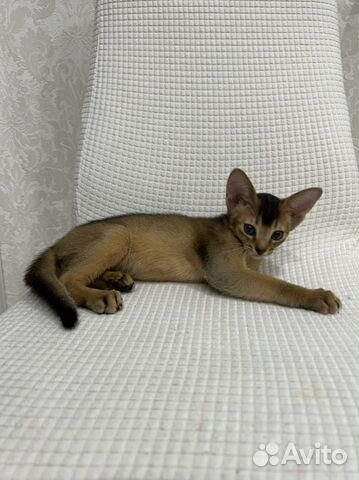 Абиссинский котенок (мальчик)