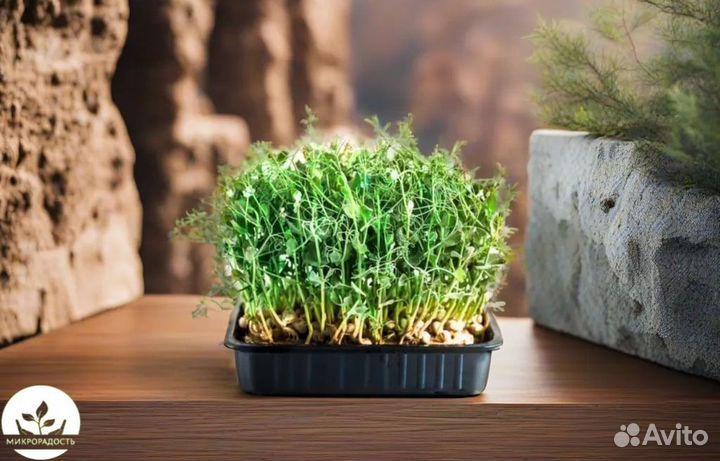 Микрозелень