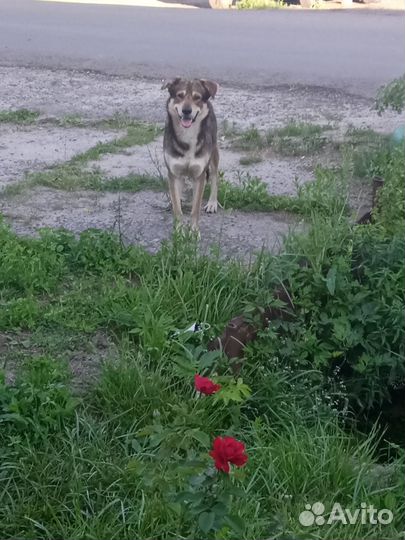 Найдена собака