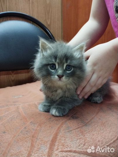 Кошка в дар