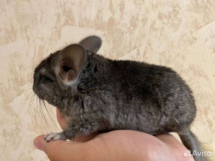 Шиншилленок